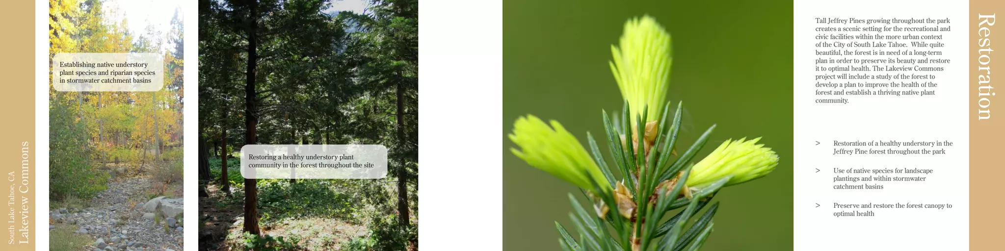 LakeviewCommons
SouthLakeTahoe,CA
Establishing native understory
plant species and riparian species
in stormwater catchment basins
Tall Jeffrey Pines growing throughout the park
creates a scenic setting for the recreational and
civic facilities within the more urban context
of the City of South Lake Tahoe. While quite
beautiful, the forest is in need of a long-term
plan in order to preserve its beauty and restore
it to optimal health. The Lakeview Commons
project will include a study of the forest to
develop a plan to improve the health of the
forest and establish a thriving native plant
community.
>	 Restoration of a healthy understory in the
Jeffrey Pine forest throughout the park
>	 Use of native species for landscape
plantings and within stormwater
catchment basins
>	 Preserve and restore the forest canopy to
optimal health
Restoration
Restoring a healthy understory plant
community in the forest throughout the site
 