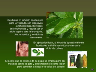Sus hojas en infusión son buenas
   para la vesícula, son digestivas,
            antiflatulentas, diuréticas,
    antirreumáticas y resulta ser un
   alivio seguro para la bronquitis,
          los ronquidos y los dolores
                         menstruales.

                             En aplicación local, la hojas de aguacate tienen
                               facultades antiinflamantorioas y calman el
                                         dolor de cabeza.        .




El aceite que se obtiene de su pulpa se emplea para dar
   masajes contra la gota y el reumatismo o como loción
            para combatir la caspa y la caída del cabello.
 