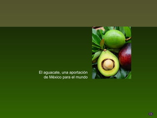 El aguacate, una aportación
   de México para el mundo
 