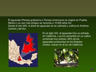 El aguacate (Persea gratissima o Persea americana) se originó en Puebla,
México y su uso más antiguo se remonta a 10.000 años AC.
Desde el año 900, el árbol de aguacate se ha cultivado y cultiva en América
Central y del Sur.
                                En el siglo XIX, el aguacate hizo su entrada
                                en California, y se ha convertido en un cultivo
                                comercial muy exitoso. 95% de los
                                aguacates producidos en los Estados
                                Unidos, crecen en el sur de California.
 