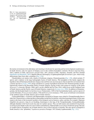 Perichal Fish Biology And Physiology Of Freshwater Neotropical Fish 1st Edition ...