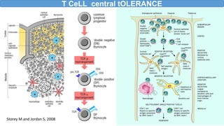 T CeLL central tOLERANCE
Storey M and Jordan S, 2008
 