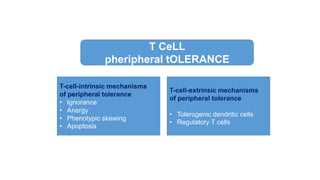 T CeLL
pheripheral tOLERANCE
T-cell-intrinsic mechanisms
of peripheral tolerance
• Ignorance
• Anergy
• Phenotypic skewing
• Apoptosis
T-cell-extrinsic mechanisms
of peripheral tolerance
• Tolerogenic dendritic cells
• Regulatory T cells
 