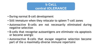 • During normal B-cell development
• Still immature when they relocate to spleen T-cell zones
• Autoreactive B-cells are not necessarily eliminated during
negative selection
• B-cells that recognise autoantigens are eliminate via apoptosis
or become anergic
• Autoreactive B-cells that escape negative selection become
part of the a maximally-diverse immune repertoire
b CeLL
central tOLERANCE
 