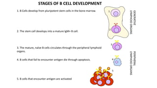 STAGES OF B CELL DEVELOPMENT
GENERATIVE
LYMPHOID
ORGANS
1. B Cells develop from pluripotent stem cells in the bone marrow. 1
2
2. The stem cell develops into a mature IgM+ B cell.
PERIPHERAL
LYMPHOID
ORGANS
3
3. The mature, naïve B cells circulates through the peripheral lymphoid
organs.
4. B cells that fail to encounter antigen die through apoptosis. 4
5. B cells that encounter antigen are activated
5
 