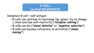 Immature B cell + self-antigen:
• B cells can continue to rearrange IgL genes, try to change
L chain and lose self-reactivity (“receptor editing”)
• B cells can die (“clonal deletion” or “negative selection”)
• B cells can become refractory to activation (“clonal
anergy”)
b CeLL
central tOLERANCE
 