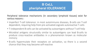 Peripheral tolerance mechanisms (in secondary lymphoid tissues) exist for
various reasons :
• Imperfect T-cell tolerance: in most autoimmune diseases, B-cells are T-cell
dependent, requiring help from pre-activated cognate autoreactive T-cells
• T-independent B-cells can be activated by autoantigens without T-cell help
• Microbial antigens structurally similar to autoantigens can lead B-cells to
produce cross-reactive antibodies in a phenomenon known as molecular
mimicry
• B-cells hypermutate their receptors on activation, so there is a second
chance that they may become self-reactive
B CeLL
pheripheral tOLERANCE
 