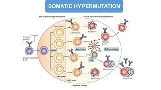 SOMATIC HYPERMUTATION
 