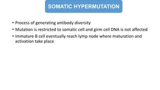 SOMATIC HYPERMUTATION
• Process of generating antibody diversity
• Mutation is restricted to somatic cell and girm cell DNA is not affected
• Immature B cell eventually reach lymp node where maturation and
activation take place
 