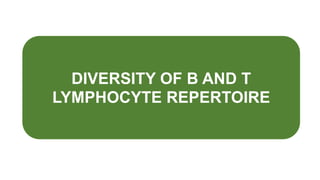 DIVERSITY OF B AND T
LYMPHOCYTE REPERTOIRE
 