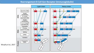 Rearrangement B Cell Gen Receptor (Immunoglobulin)
Murphy et al., 2017
 