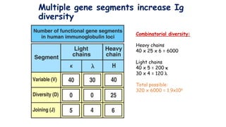 Multiple gene segments increase Ig
diversity
Combinatorial diversity:
Heavy chains
40 x 25 x 6 = 6000
Light chains
40 x 5 = 200 k
30 x 4 = 120 l
Total possible:
320 x 6000 = 1.9x106
 