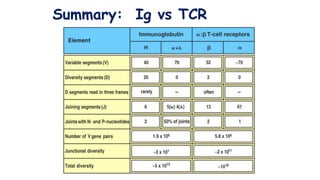 Summary: Ig vs TCR
 
