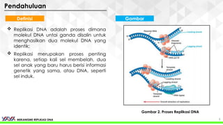 Mekanisme Replikasi DNA Pada Eukariotik dan Prokariotik: Model, Proses ...