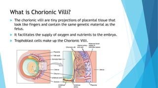 What is Chorionic Villi?
 The chorionic villi are tiny projections of placental tissue that
look like fingers and contain the same genetic material as the
fetus.
 It facilitates the supply of oxygen and nutrients to the embryo.
 Trophoblast cells make up the Chorionic Villi.
 