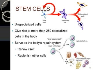 STEM CELLS
 Unspecialized cells
 Give rise to more than 250 specialized
cells in the body
 Serve as the body’s repair system
◦ Renew itself
◦ Replenish other cells
18
 