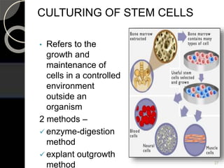 CULTURING OF STEM CELLS
• Refers to the
growth and
maintenance of
cells in a controlled
environment
outside an
organism
2 methods –
 enzyme-digestion
method
 explant outgrowth
method 27
 