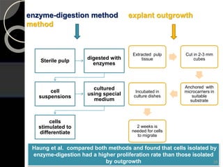 enzyme-digestion method explant outgrowth
method
Sterile pulp
digested with
enzymes
cell
suspensions
cultured
using special
medium
cells
stimulated to
differentiate
Extracted pulp
tissue
Cut in 2-3 mm
cubes
Anchored with
microcarriers in
suitable
substrate
Incubated in
culture dishes
2 weeks is
needed for cells
to migrate
Haung et al. compared both methods and found that cells isolated by
enzyme-digestion had a higher proliferation rate than those isolated
by outgrowth 28
 