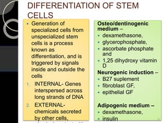 DIFFERENTIATION OF STEM
CELLS
Osteo/dentinogenic
medium –
 dexamethasone,
 glycerophosphate,
 ascorbate phosphate
and
 1,25 dihydroxy vitamin
D
Neurogenic induction –
 B27 suplement
 fibroblast GF,
 epithelial GF
Adipogenic medium –
 dexamethasone,
 insulin
 Generation of
specialized cells from
unspecialized stem
cells is a process
known as
differentiation, and is
triggered by signals
inside and outside the
cells
1. INTERNAL- Genes
interspersed across
long strands of DNA
2. EXTERNAL-
chemicals secreted
by other cells, 30
 