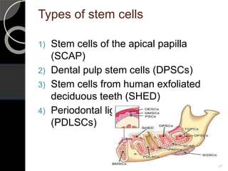Types of stem cells
1) Stem cells of the apical papilla
(SCAP)
2) Dental pulp stem cells (DPSCs)
3) Stem cells from human exfoliated
deciduous teeth (SHED)
4) Periodontal ligament stem cells
(PDLSCs)
31
 