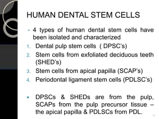 HUMAN DENTAL STEM CELLS
• 4 types of human dental stem cells have
been isolated and characterized
1. Dental pulp stem cells ( DPSC’s)
2. Stem cells from exfoliated deciduous teeth
(SHED’s)
3. Stem cells from apical papilla (SCAP’s)
4. Periodontal ligament stem cells (PDLSC’s)
 DPSCs & SHEDs are from the pulp,
SCAPs from the pulp precursor tissue –
the apical papilla & PDLSCs from PDL. 33
 