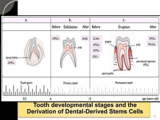 34
Tooth developmental stages and the
Derivation of Dental-Derived Stems Cells
 