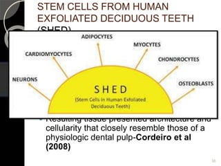STEM CELLS FROM HUMAN
EXFOLIATED DECIDUOUS TEETH
(SHED)
 Isolated for the first time in 2003 by miura
et al.
 Retrieved from a tissue that is disposable
and readily accessible
 Differentiate into a variety of cell types
including neural cells, adipocytes,
osteoblast-like and odontoblast-like cells
 Resulting tissue presented architecture and
cellularity that closely resemble those of a
physiologic dental pulp-Cordeiro et al
(2008)
35
 