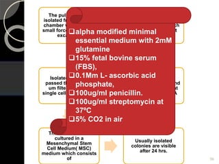 The pulp tissue is
isolated from the pulp
chamber with a sterile
small forceps or dental
excavator.
Contaminated Pulp
tissue is placed in a
sterile petridish which
was washed at least
thrice with PBS.
The tissue is then
digested with
collagenase Type I and
Dispase for 1 hour at
37ºC. Trypsin- EDTA
can also be used.
Isolated cells are
passed through a 70
um filter to obtain
single cell supensions.
Then the cells are
cultured in a
Mesenchymal Stem
Cell Medium( MSC)
medium which consists
of
Usually isolated
colonies are visible
after 24 hrs.
39
alpha modified minimal
essential medium with 2mM
glutamine
15% fetal bovine serum
(FBS),
0.1Mm L- ascorbic acid
phosphate,
100ug/ml penicillin.
100ug/ml streptomycin at
37ºC
5% CO2 in air
 