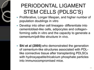 PERIODONTAL LIGAMENT
STEM CELLS (PDLSC’S)
 Proliferative, Longer lifespan, and higher number of
population doublings in vitro
 Develop into other cell lineages- differentiate into
cementoblast-like cells, adipocytes and collagen-
forming cells in vitro and the capacity to generate a
cementum/pdl-like structure in vivo.
 Shi et al (2005) who demonstrated the generation
of cementum-like structures associated with PDL-
like connective tissue after transplanting PDLSCs
with hydroxyapatite/tricalcium phosphate particles
into immunocompromised mice.
43
 