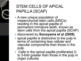  A new unique population of
mesenchymal stem cells (MSCs)
residing in the apical papilla of
permanent immature teeth, known as
stem cells from the apical papilla (SCAP)
 discovered by Sonoyama et al (2008)
 apical papilla is distinctive to the pulp in
terms of containing less cellular and
vascular components than those in the
pulp.
 Cells in the apical papilla proliferated 2-
to 3-fold greater than those in the pulp in
organ cultures 45
STEM CELLS OF APICAL
PAPILLA (SCAP)
 