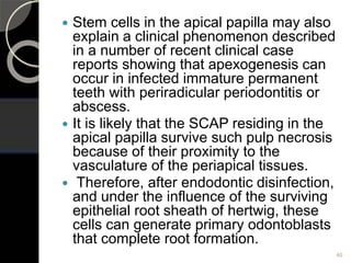  Stem cells in the apical papilla may also
explain a clinical phenomenon described
in a number of recent clinical case
reports showing that apexogenesis can
occur in infected immature permanent
teeth with periradicular periodontitis or
abscess.
 It is likely that the SCAP residing in the
apical papilla survive such pulp necrosis
because of their proximity to the
vasculature of the periapical tissues.
 Therefore, after endodontic disinfection,
and under the influence of the surviving
epithelial root sheath of hertwig, these
cells can generate primary odontoblasts
that complete root formation.
46
 