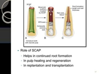  Role of SCAP
◦ Helps in continued root formation
◦ In pulp healing and regeneration
◦ In replantation and transplantation
47
 