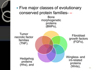  Five major classes of evolutionary
conserved protein families- –
49
Bone
morphogenetic
proteins
(BMPs),
Fibroblast
growth factors
(FGFs),
Wingless- and
int-related
proteins
(Wnts),
Hedgehog
proteins
(Hhs), and
Tumor
necrotic factor
families
(TNF).
 