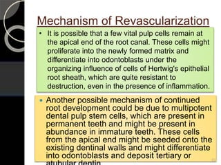 Mechanism of Revascularization
 Another possible mechanism of continued
root development could be due to multipotent
dental pulp stem cells, which are present in
permanent teeth and might be present in
abundance in immature teeth. These cells
from the apical end might be seeded onto the
existing dentinal walls and might differentiate
into odontoblasts and deposit tertiary or 82
• It is possible that a few vital pulp cells remain at
the apical end of the root canal. These cells might
proliferate into the newly formed matrix and
differentiate into odontoblasts under the
organizing influence of cells of Hertwig's epithelial
root sheath, which are quite resistant to
destruction, even in the presence of inflammation.
 