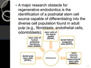  A major research obstacle for
regenerative endodontics is the
identification of a postnatal stem cell
source capable of differentiating into the
diverse cell population found in adult
pulp (e.g., fibroblasts, endothelial cells,
odontoblasts).
86
ODONTOBLAST
dental pulp
stem cells
(DPSC),
stem cells of
human
exfoliated
deciduous
teeth (SHED),
stem cells of
the apical
papilla
(SCAP),
dental follicle
progenitor
cells (DFPC),
bone
marrow-
derived
mesenchymal
stem cells
(BMMSC).
 