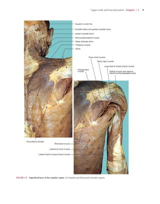 Atlas Of The Human Body Central Nervous System And Vascularization ...