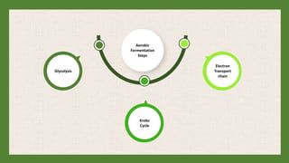 Electron
Transport
chain
Aerobic
Fermentation
Steps
Glycolysis
Krebs
Cycle
 
