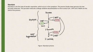 Glycolysis
Glycolysis is the first step of aerobic respiration, which occurs in the cytoplasm. This process breaks down glucose into two
pyruvate molecules. The pyruvate molecules undergo oxidative decarboxylation to form acetyl-CoA. 2 ATP and 2 NADH are the
yield of this process.
Figure: Glycolysis process
 