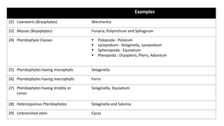 Examples
22) Liverworts (Bryophytes) Marchantia
23) Mosses (Bryophytes) Funaria, Polytrichum and Sphagnum
24) Pteridophyte Classes § Psilopsida : Psilotum
§ Lycopodium : Selaginella, Lycopodium
§ Sphenopsida : Equisetum
§ Pteropsida : Dryopteris, Pteris, Adiantum
25) Pteridophytes having microphylls Selaginella
26) Pteridophytes having macrophylls Ferns
27) Pteridophytes having strobily or
cones
Selaginella, Equisetum
28) Heterosporous Pteridophytes Selaginella and Salvinia
29) Unbranched stem Cycas
 