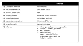Examples
83) Apocarpous gynoecium Lotus and rose
84) Syncarpous gynoecium Mustard and tomato
85) Marginal placentation Pea
86) Axile placentation China rose, tomato and lemon
87) Parietal placentation Mustard and Argemone
88) Free central placentation Dianthus and Primrose
89) Basal placentation Sunflower, marigold
90) Fabaceae § Pulses – gram, arhar, sem, moong, soyabean
§ Edible oil – Soya bean, ground nut
§ Dye – Indigofera
§ Fibers – sunhemp
§ Fodder – Sesbania, Trifolium
§ Ornamentals – Lupin, sweet pea
§ Medicine - muliathi
 
