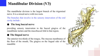 Mandibular Division (V3)
The mandibular division is the largest branch of the trigeminal
nerve. It is a mixed nerve with two roots
The branches that involve in the sensory innervation of the oral
cavity include :
● The long buccal nerve
providing sensory innervation to the buccal gingiva of the
mandibular molars and the mucobuccal fold in that region.
● The lingual nerve
The anterior two-thirds of the tongue, The mucous membranes of
the floor of the mouth, The gingiva on the lingual side of the
mandible
 