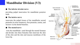 Mandibular Division (V3)
● The inferior alveolar nerve
providing pulpal innervation for mandibular posterior
teeth.
● The incisive nerve
innervates the pulpal tissues of the mandibular second
premolar (in most instances), first premolar, canine, and
incisors via the dental branches.
● The mental nerve
exits the mandibular canal through the mental foramen
and divides into three branches that innervate the skin
of the chin and the skin and mucous membrane of the
lower lip.
 