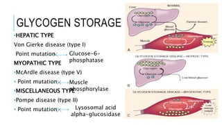 GLYCOGEN STORAGE DISEASES
•HEPATIC TYPE
Von Gierke disease (type I)
Point mutation
MYOPATHIC TYPE
•McArdle disease (type V)
• Point mutation
•MISCELLANEOUS TYPE
•Pompe disease (type II)
• Point mutation Lysosomal acid
alpha-glucosidase
Muscle
phosphorylase
Glucose-6-
phosphatase
 
