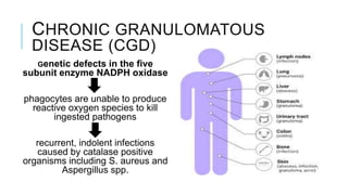 CHRONIC GRANULOMATOUS
DISEASE (CGD)
Genetic defects in the five
subunit enzyme NADPH oxidase
phagocytes are unable to produce
reactive oxygen species to kill
ingested pathogens
recurrent, indolent infections
caused by catalase positive
organisms including S. aureus and
Aspergillus spp.
 