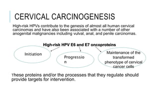 CERVICAL CARCINOGENESIS
High-risk HPVs contribute to the genesis of almost all human cervical
carcinomas and have also been associated with a number of other
anogenital malignancies including vulval, anal, and penile carcinomas.
High-risk HPV E6 and E7 oncoproteins
These proteins and/or the processes that they regulate should
provide targets for intervention.
Initiation
Progressio
n
Maintenance of the
transformed
phenotype of cervical
cancer cells
 