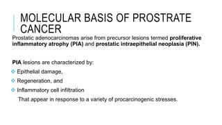 MOLECULAR BASIS OF PROSTRATE
CANCER
Prostatic adenocarcinomas arise from precursor lesions termed proliferative
inflammatory atrophy (PIA) and prostatic intraepithelial neoplasia (PIN).
PIA lesions are characterized by:
 Epithelial damage,
 Regeneration, and
 Inflammatory cell infiltration
That appear in response to a variety of procarcinogenic stresses.
 