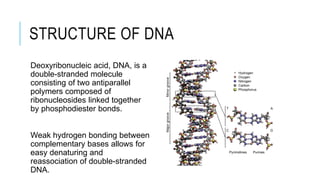STRUCTURE OF DNA
Deoxyribonucleic acid, DNA, is a
double-stranded molecule
consisting of two antiparallel
polymers composed of
ribonucleosides linked together
by phosphodiester bonds.
Weak hydrogen bonding between
complementary bases allows for
easy denaturing and
reassociation of double-stranded
DNA.
 