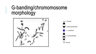 G-banding/chromomosome
morphology
 