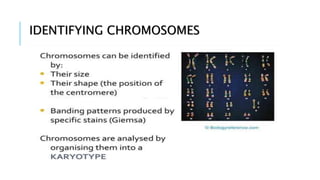 IDENTIFYING CHROMOSOMES
 