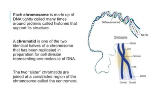 Each chromosome is made up of
DNA tightly coiled many times
around proteins called histones that
support its structure.
A chromatid is one of the two
identical halves of a chromosome
that has been replicated in
preparation for cell division
representing one molecule of DNA.
The two “sister” chromatids are
joined at a constricted region of the
chromosome called the centromere.
 
